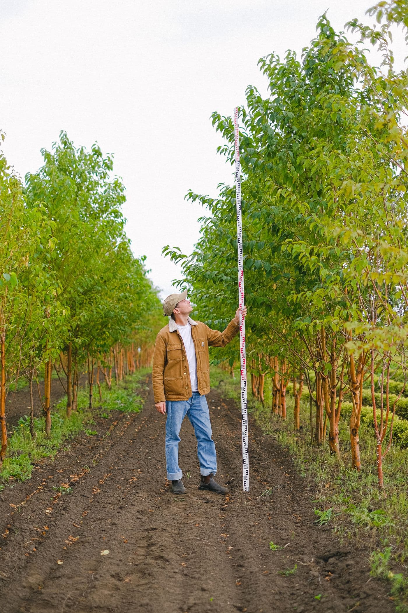 Persona midiendo la altura de árboles en un jardín.