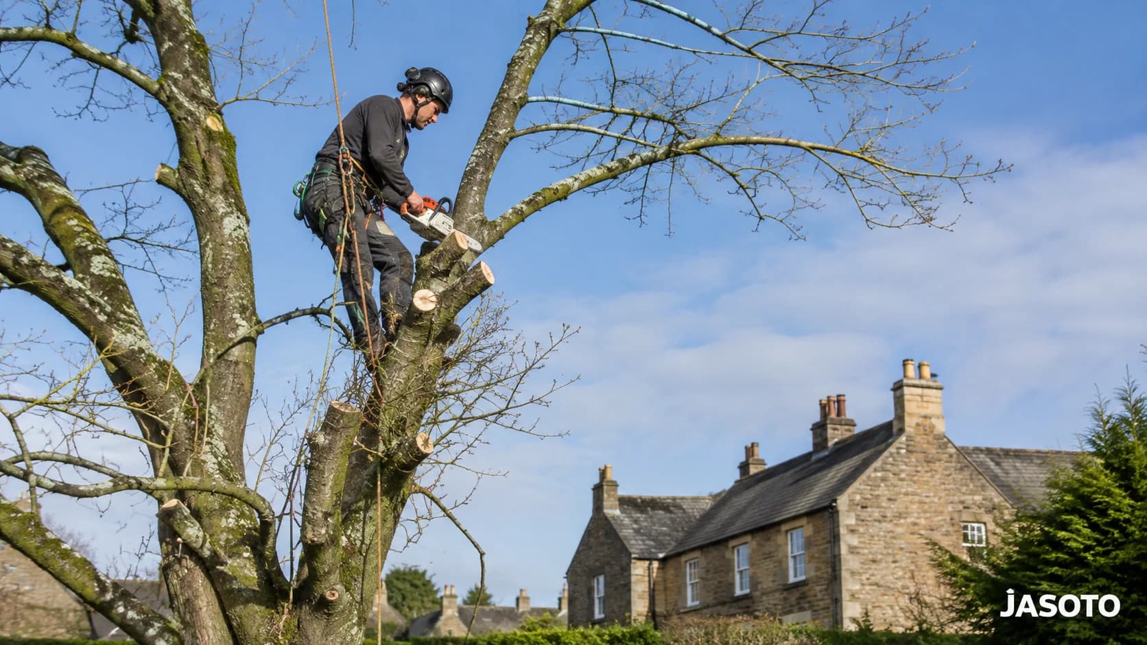How Much Does a Tree Surgeon Cost in the UK in 2026? — JASOTO UK guide photograph